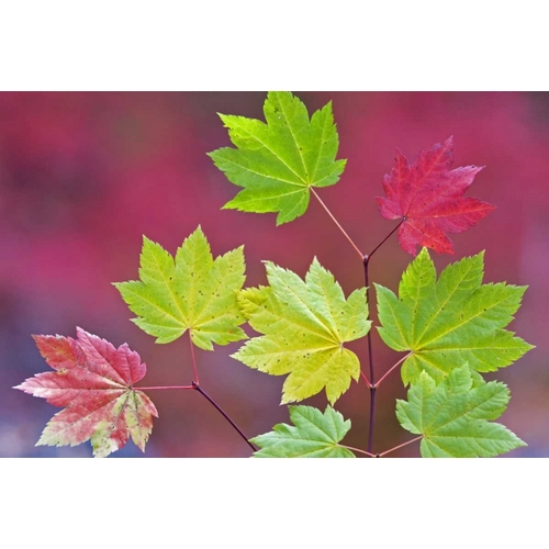 OR, Willamette NF Vine maple leaves in autumn